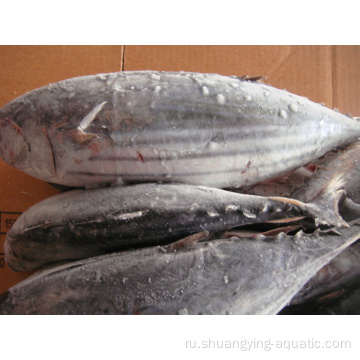 Экспорт замороженной рыбы целый круглый бонито -тунец Skipjack